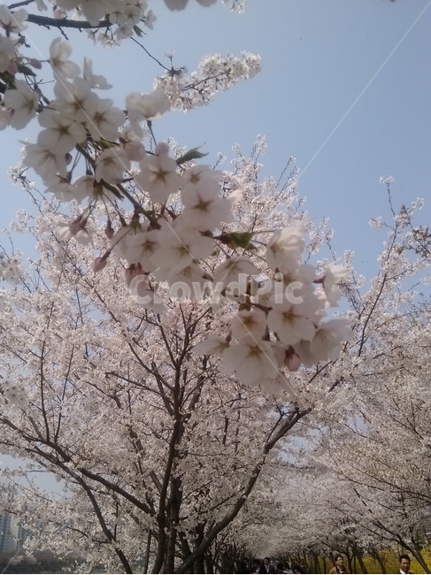 벚꽃,봄,봄날,풍경,나무,봄,계절,spring,season,자연,풍경,nature,landscape,plant,식물,blossom,꽃,flower