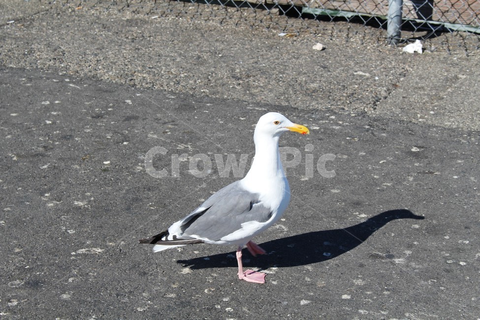 animal,동물,bird,새,seagull,갈매기,부리,조류,한마리,한마리갈매기,서있는갈매기,동물,animal,조류,새,birds