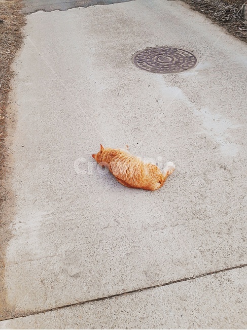 동물,친구,야옹이,고양이,길고양이,동물,animal,포유류,mammal,고양이,cat,kitten,kitty
