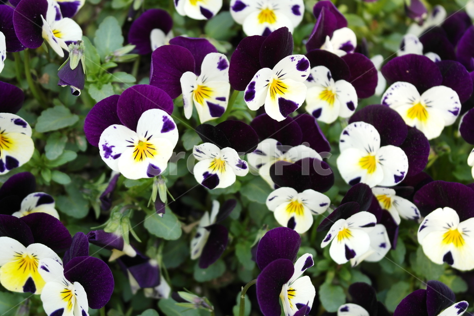 팬지,팬지꽃,pansy,꽃밭,flower,flowergarden,보라색꽃,흰색꽃