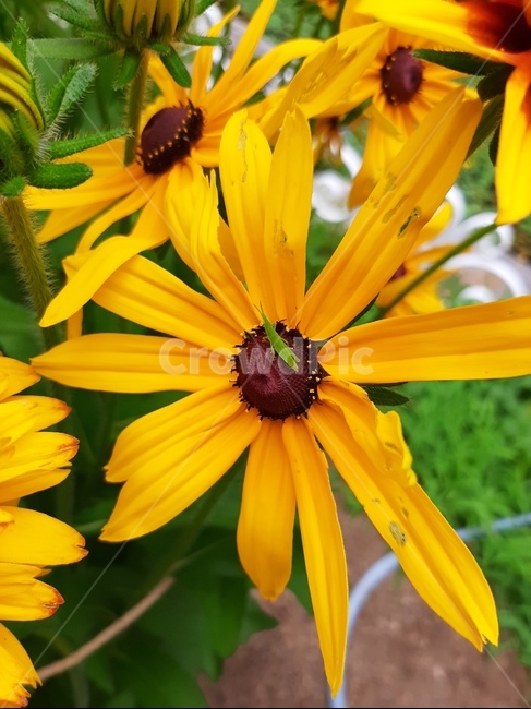 해바라기,plant,식물,여름,자연,곤충,식물,자연,plants,nature,꽃,flower