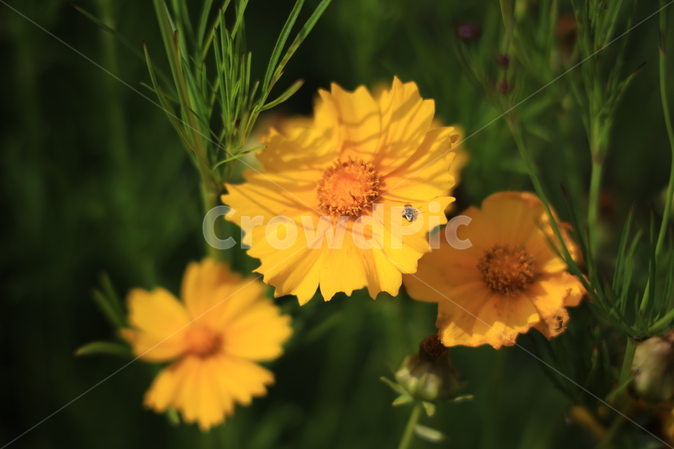 꽃,배경,식물,색깔,매크로,푸르름,식물,자연,plants,nature,꽃,flower