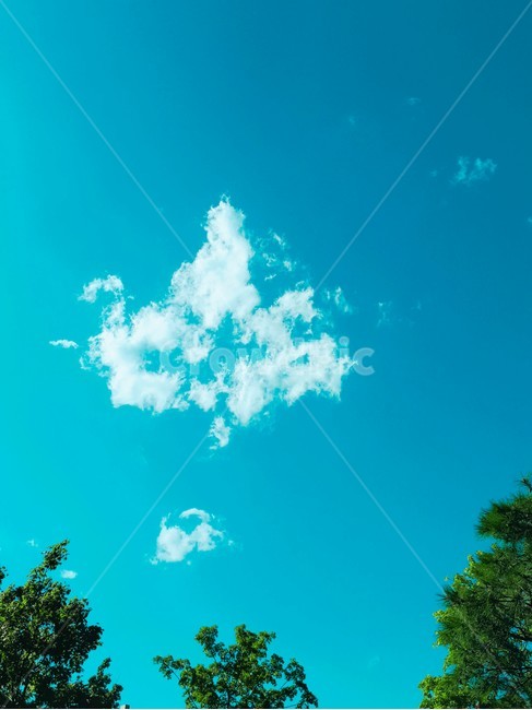 구름,하늘,나무,단풍잎,sky