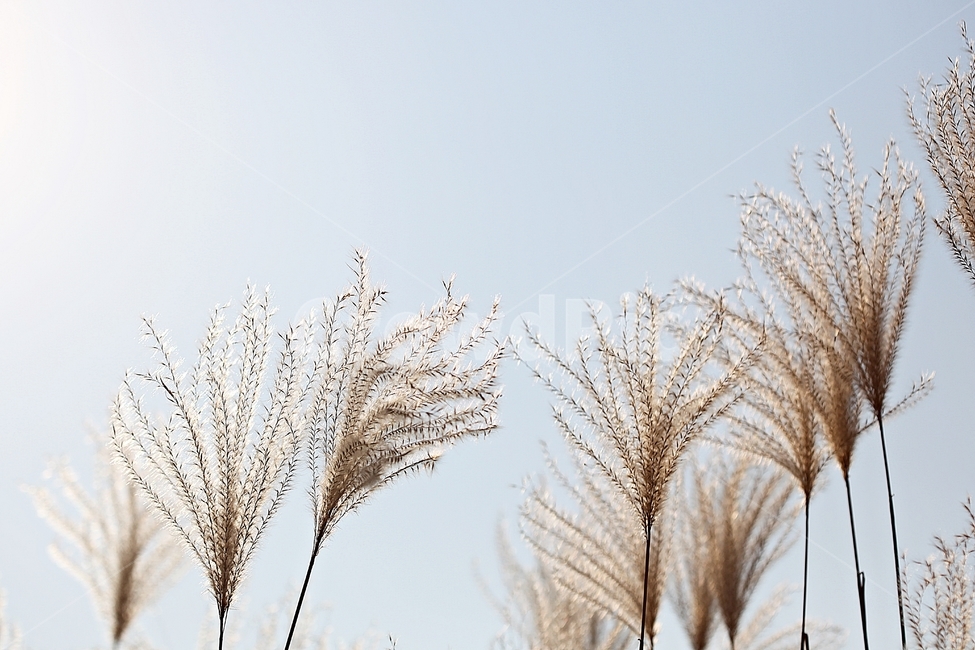 갈대,억새,풀,갈대꽃,식물,자연,공원,가을,계절,fall,autumn,season