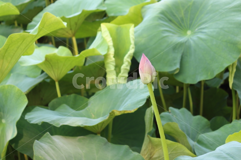 홍련,연꽃,연꽃봉우리,연밭,연잎,불교상징꽃,꽃,lotus,lotusflower,연지,여름꽃,수생식물