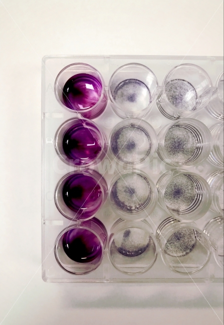 science experiment,science,laboratory photo,research,Color reagent