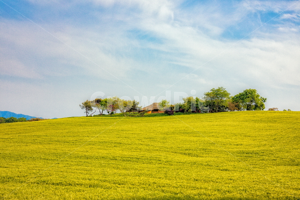 청보리,청보리밭,보리,풍경,landscape,고창청보리밭,봄,자연,풍경,nature,landscape,산업,industry,industrial,농업,농사,agriculture,farming,farming industry,grassland,목초지,outdoors,옥외,field,들,farm,농장,rural,농촌