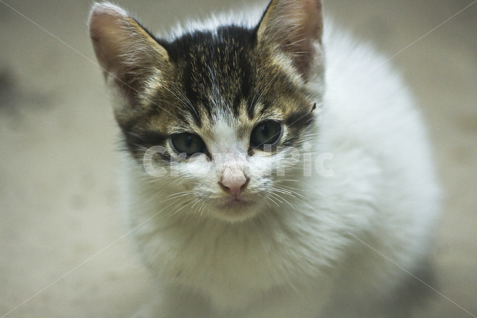 동물,animal,포유류,길냥이,고양이,cat,고양이새끼,pet,동물,animal,포유류,mammal,고양이,cat,kitten,kitty
