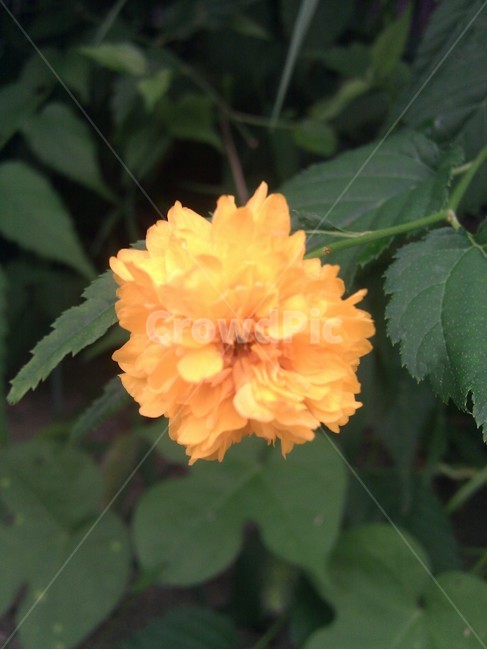 꽃,주황,핀꽃,연주황,들꽃,식물,자연,plants,nature,꽃,flower