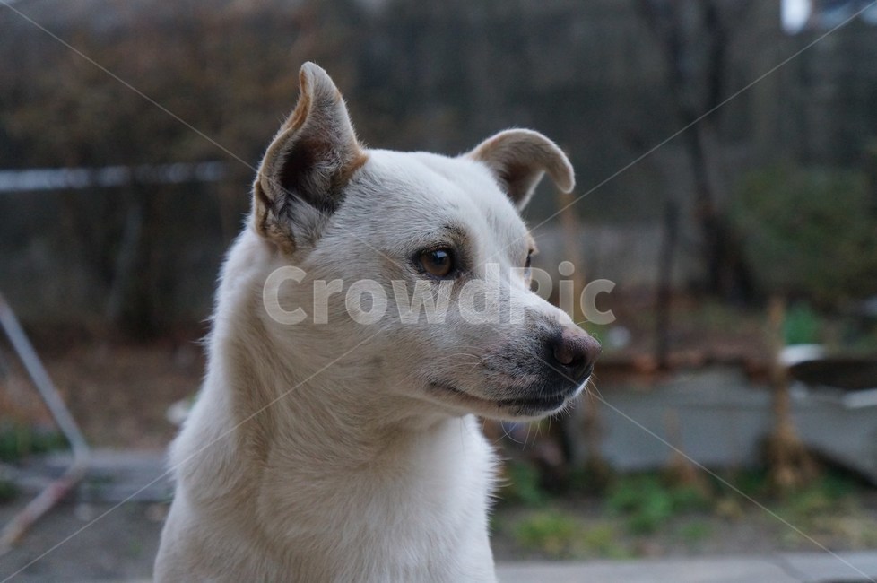 강아지,반려견,동물,개,발바리,동물,animal,포유류,mammal,개,강아지,dog,doggy