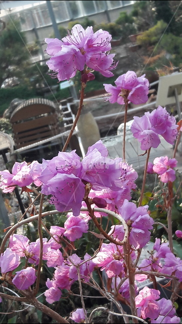 꽃,안산,공원,아름다움,봄,봄,계절,spring,season,식물,자연,plants,nature,꽃,flower,geranium,제라늄,plant,blossom