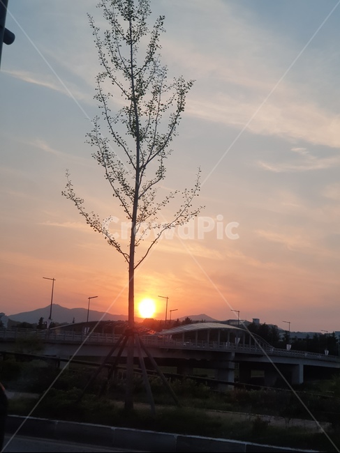 일몰,나무,노을,저녁풍경,저녁하늘