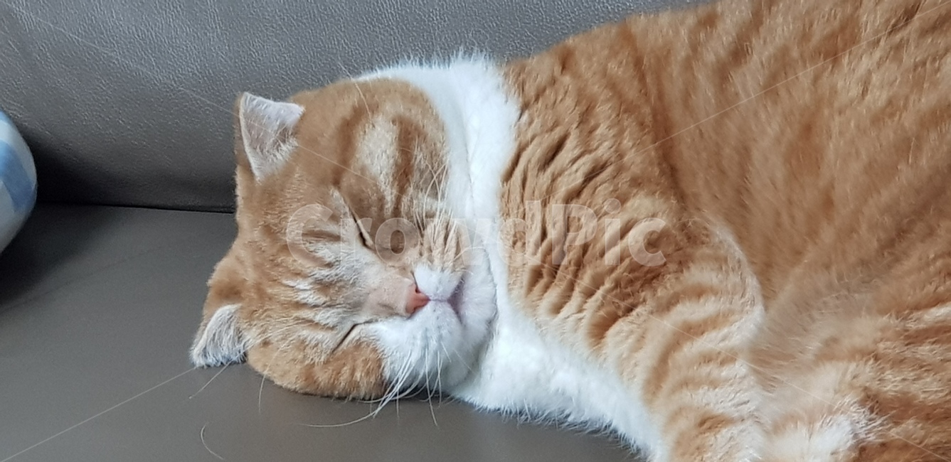 안녕,인사,고양이,놀람,피곤,잠,동물,animal,포유류,mammal,고양이,cat,kitten,kitty