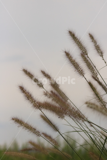 갈대,plant,슈크렁,식물,reed,가을,계절,fall,autumn,season