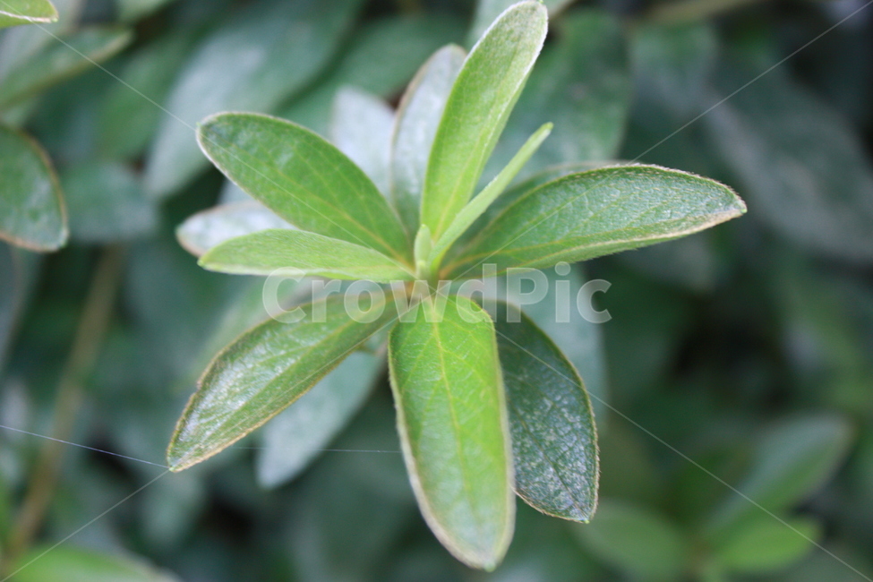 nature,자연,나뭇잎,식물,초록
