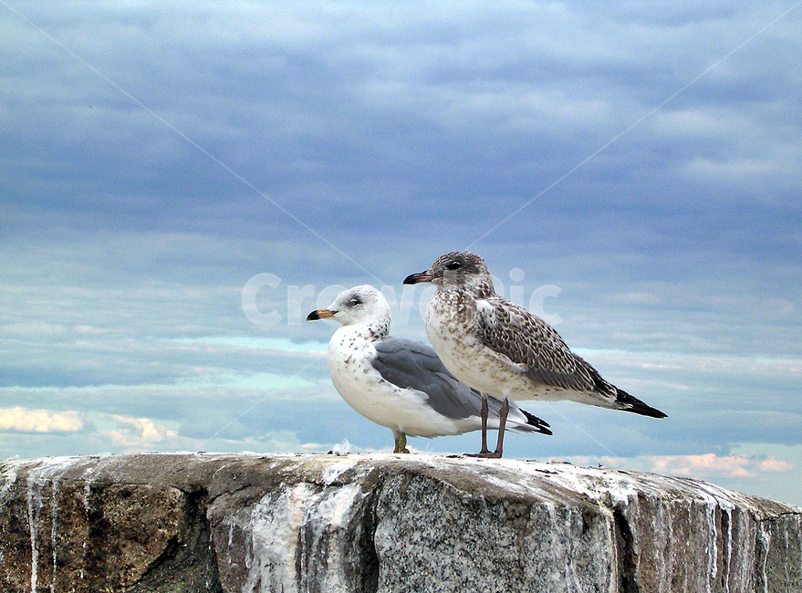 갈매기,새,동물,조류,휴식,동물,animal,조류,새,birds