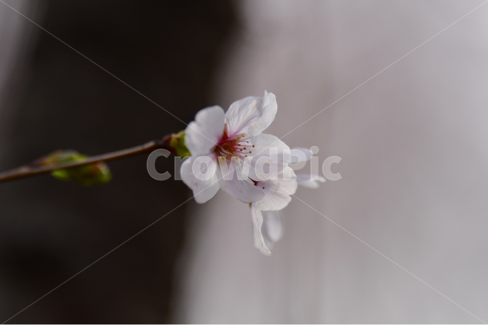 나무,벚꽃,꽃,봄,자연,봄,계절,spring,season,식물,자연,plants,nature,꽃,flower,plant,blossom