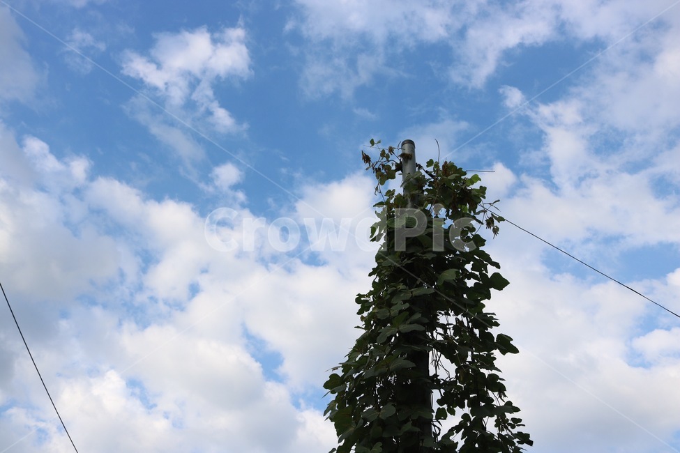 하늘,구름,자연,파랑,흰색,전신주,식물,초록,sky,sora,cloud,kumo,nature,blue,ao,white,shiro,plants,shokubutsu,green,midori,자연,풍경,nature,landscape