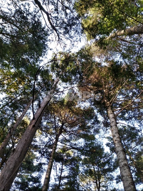 나무,숲,식물,plant,공원,식물,자연,plants,nature,나무,trees,wood