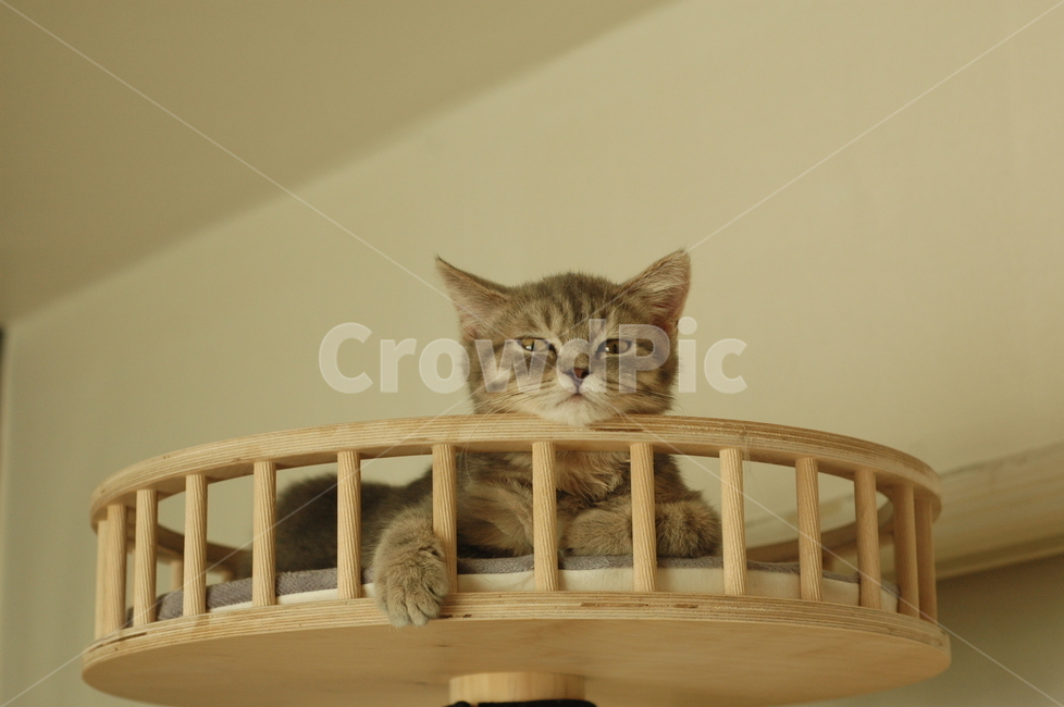 고양이,아기고양이,귀여움,사랑스러움,아기,턱,캣타워,게슴츠레,집고양이,줄무늬,원목,반려묘,냐옹,아깽이,졸린,cat,meow,feline,babycat,kitty,pet,cute,동물,animal,포유류,mammal,고양이,cat,kitten,kitty