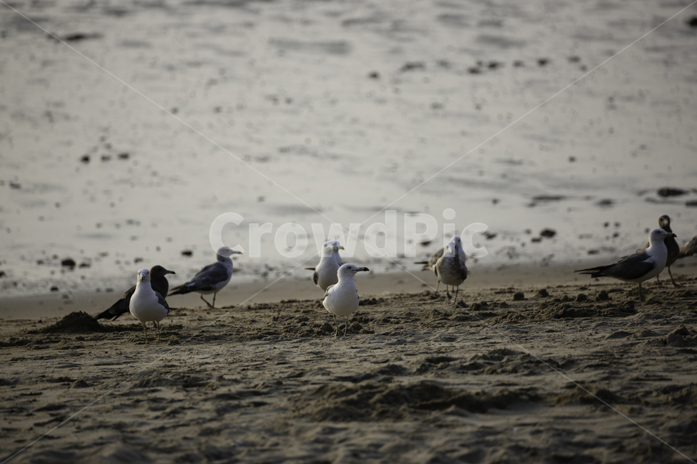 동물,갈매기,바닷가,풍경,자연,해변,바다,beach,sea,동물,animal,조류,새,birds