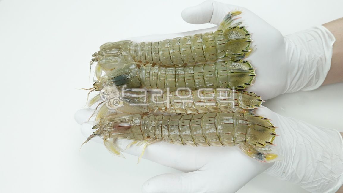 갯가재,가재,쏙,털치,해산물,수산물