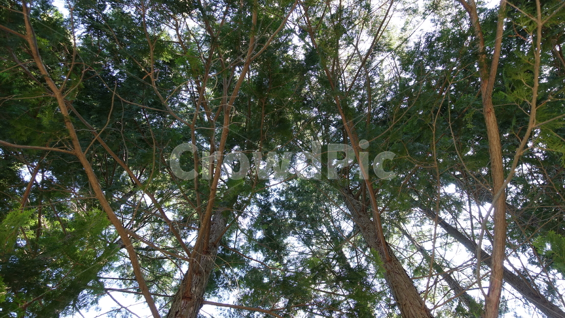 나무,숲,forest,tree,편백나무,히노키,hinoki,편백나무숲,nature,자연,green,초록,우듬지,나무꼭대기,나뭇가지,branch,하동,하동편백나무숲,물안골,물안골용용편백림