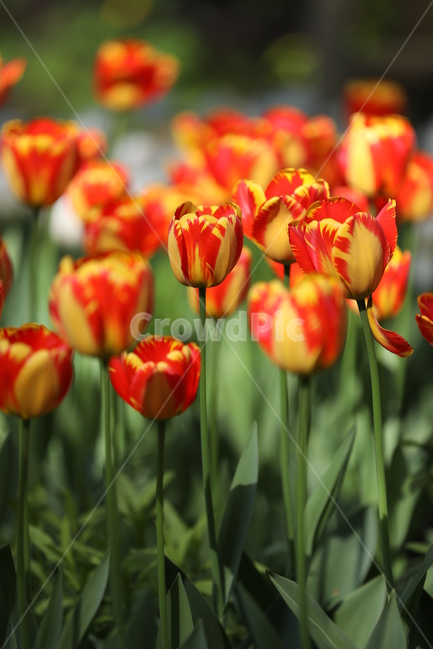 튤립,아침,고요,수목원,풍경,식물,봄,물,소생,푸른,꽃,봄,계절,spring,season,식물,자연,plants,nature,꽃,flower,plant,blossom