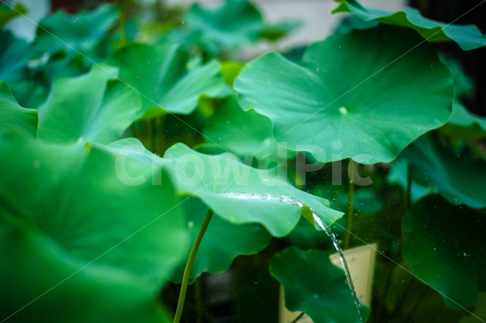 자연,스냅,비오는날,우중출사,연잎,식물,감성,식물,자연,plants,nature