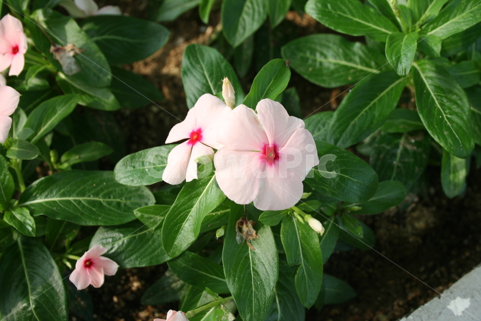 봄,꽃,분홍색꽃,화단,플라워,flower