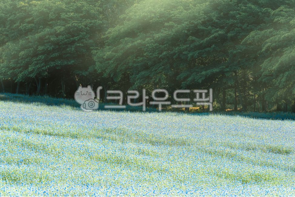 백그라운드,봄,초록색,건초,아름다움,낮,나무,수레국화,자연,풀밭,꽃밭,여름,들판,농촌,식물,시골,숲,아웃도어,실외,풍경경치,계절,풍경,네이처
