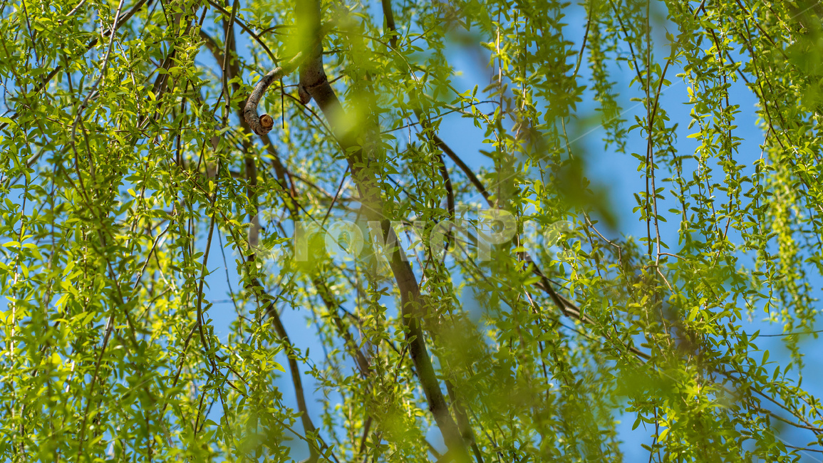 버드나무,초록잎,나무,능수버들,salixkoreensisanderss,버들잎,식물,자연,plants,nature,나무,trees,wood