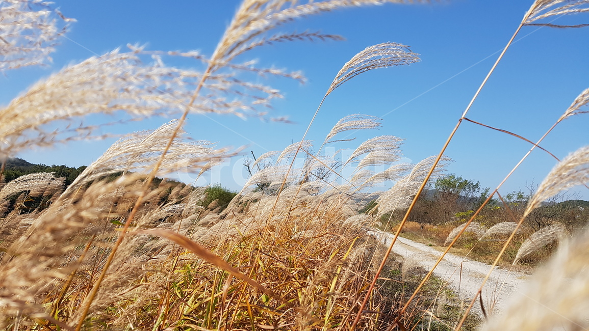 강둑,억새,길,silvergrass,road,가을,계절,fall,autumn,season