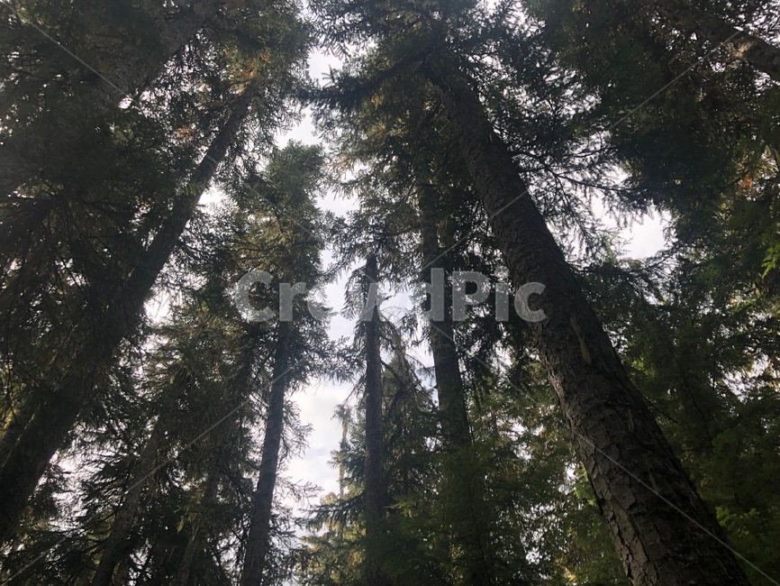숲,tree,나무,plant,식물,redwood,세쿼이아