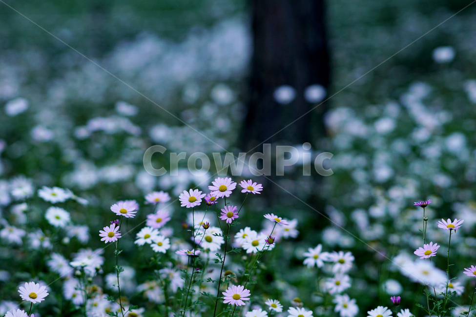 plant,식물,꽃,flower,데이지,식물,자연,plants,nature,꽃,flower