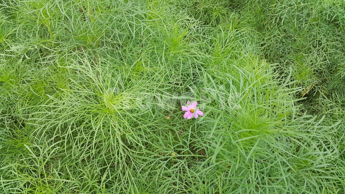 가을,코스모스,꽃,초록,flower,계절,접사,식물,자연,plants,nature