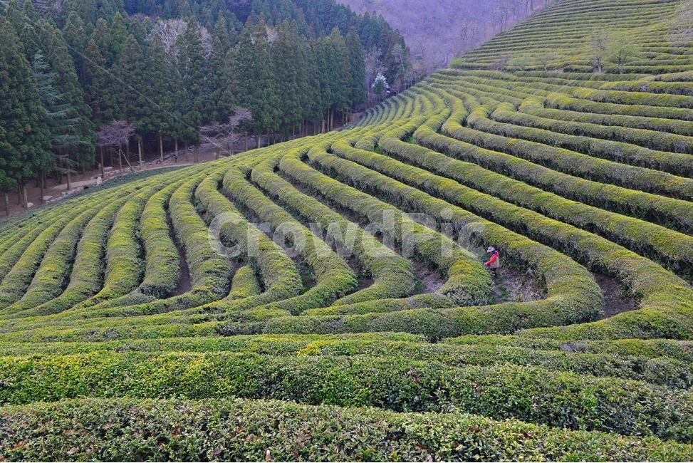 outdoors,옥외,nature,자연,rural,농촌,plant,식물,tree,나무,보성,대한다원,다원,녹차밭,녹차,녹차잎,농업,농경,농사,경작