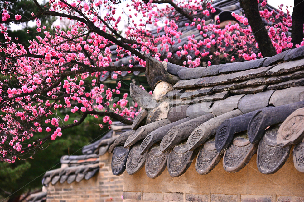 한국전통,고궁,봄풍경,봄꽃,창덕궁,봄배경,바탕,백그라운드,traditional,korean,spring,flowers,background,기와집,궁궐,조선시대,서울,명소,건축물,돌담,전통,보존,왕,집,하우스,house,ancientpalace,분홍색꽃,봄,시즌,계절,봄,계절,spring,season,한국전통,한국문화,korean traditional,korean culture,랜드마크,landmark,tourist attraction,한국랜드마크,한국관광지,한국명소,korea landmark,korea tourist attraction,건축물,건물외관,exterior,building,structure,architecture,construction