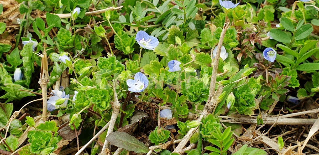 들꽃,애기꽃,꽃,작은꽃,봄꽃,식물,자연,plants,nature,꽃,flower