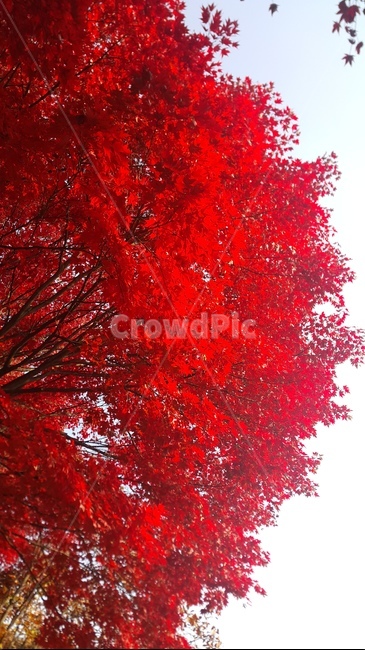 가을,낙엽,나무,붉은,단풍,단풍잎,하늘,붉은색,가지,나뭇잎,식물,plant,maple,tree,leaf,잎
