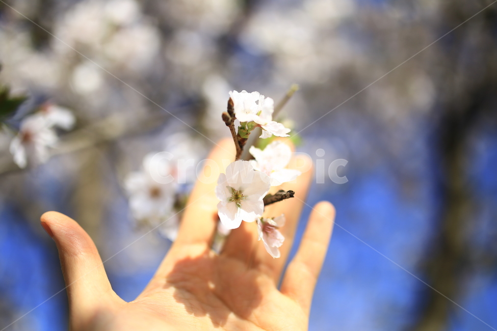 벗꽃,만개,식물,plant,pollen,화분,감성