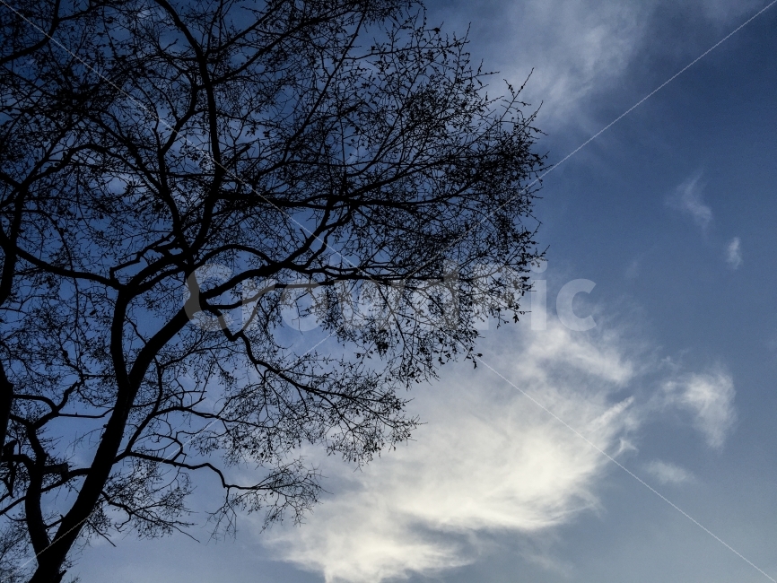 하늘,구름,나무,풍경,배경,파랑,겨울,자연,풍경,nature,landscape,outdoors,옥외