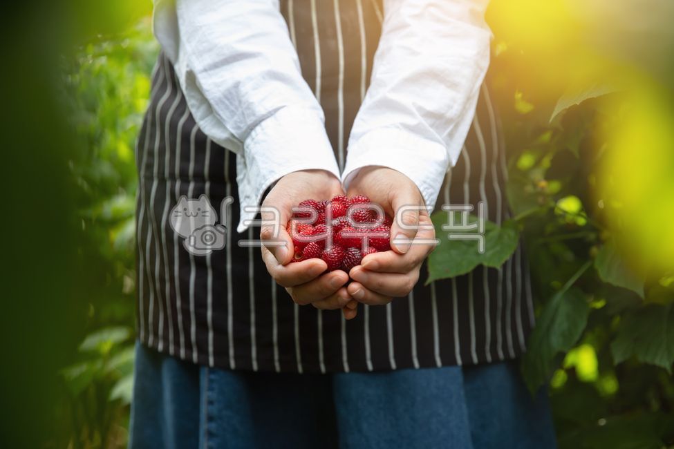 산딸기,복분자,손에,담긴,내밀다,보여주다,모으다,들다,들고있는,상반신,클로즈업,팔,흰색,수확,낮,익은,유기농,빨간,붉은,사람,열매,음식,담다,쥐다,한움큼,한가득,양손,두손,베리,초록,녹색,작물,농사,농촌,농작물,텃밭,원예,그린,논밭,여성,여자,농부,귀농,가드닝,추수,재배,밭,과수원,앞치마,잎사귀,잎,여름,과일,채소,산업,농업,조경,식물,플랜트