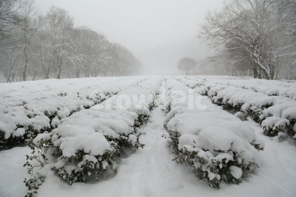 선운사,겨울,눈,사찰,설경,겨울,계절,winter,season,자연,풍경,nature,landscape,snow,storm,폭풍,outdoors,옥외,blizzard,눈보라