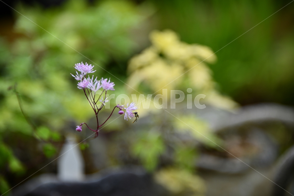 꽃,자연,식물,야생화,nature,flower,감성,feeling,배경,백그라운드