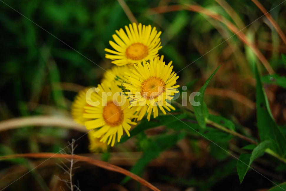 자연,식물,꽃,노란꽃,야생화,식물,자연,plants,nature,꽃,flower