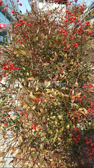 식물,나무,tree,자연,화단,식물,자연,plants,nature