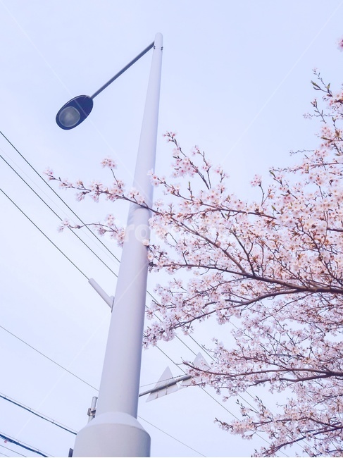 가로등,벛꽃,하늘,봄,계절,식물,streetlamp,spring,cherryblossoms