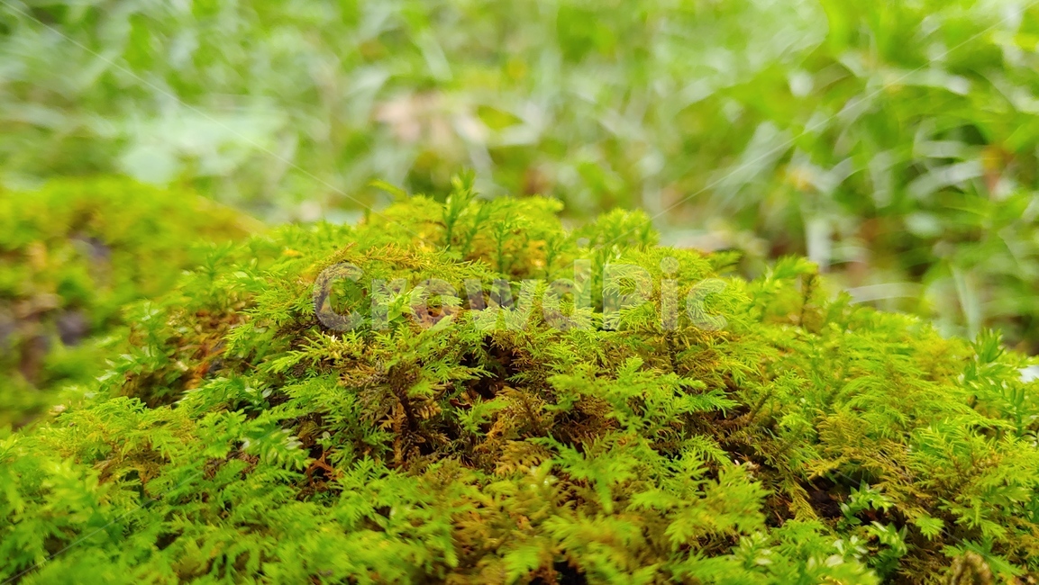 제주도,제주숲,곶자왈,제주원시림,제주화산암,jejuforest,nature,green,jejuforestlandscape,tree,forest,자연,제주도자연