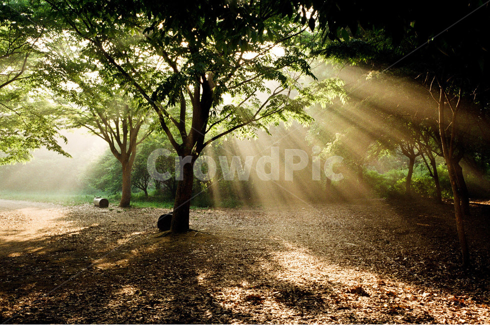 햇살,아침,빛,나무,공원,숲속,자연,식물,자연,plants,nature,나무,trees,wood,휴식,힐링,rest,relaxation,healing